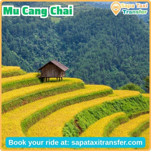 Golden rice terraces in Mu Cang Chai Vietnam during harvest season