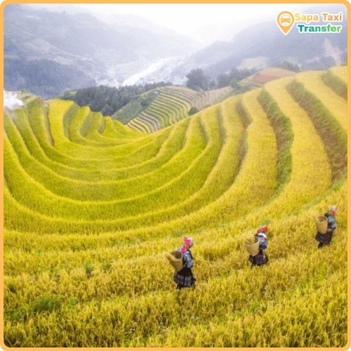 Sapa Travel Guide for First-Time Visitors 11 Golden rice terraces in Sapa Vietnam during the harvest season